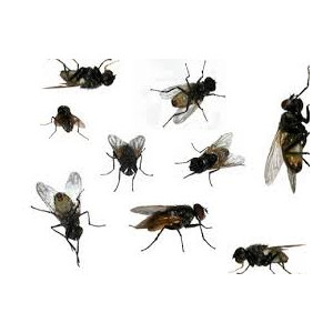 Riem Ti-Tox piège à mouches vitres avec motif 3 + 1 Unités 2