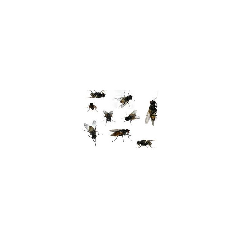 Riem Ti-Tox piège à mouches vitres feuillage 3...