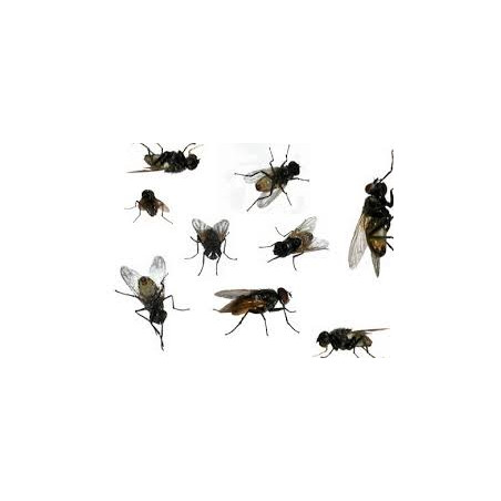 Riem Ti-Tox piège à mouches vitres feuillage 3 + 1 Unités