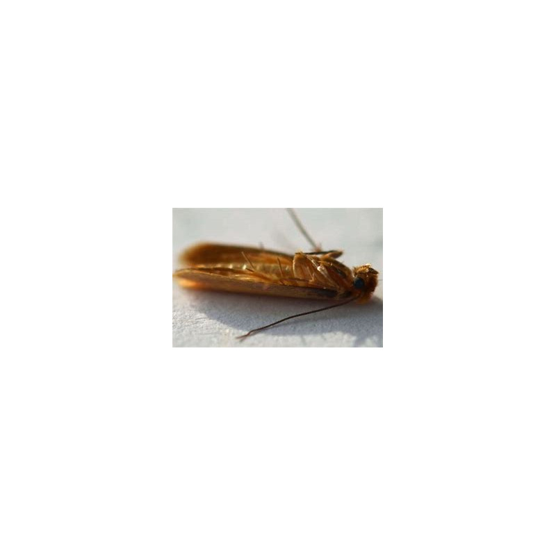 Insecte Ti-Tox anti-mites alimentaires - 2 pièges RIEM