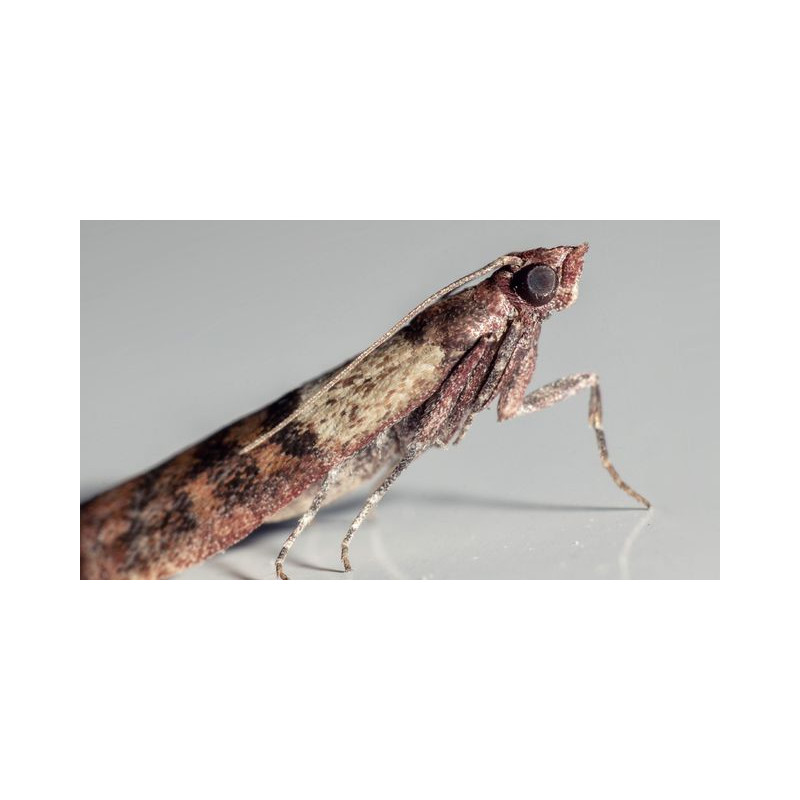 Riem Ti-Tox  Anti-Mites - 4 Pièces