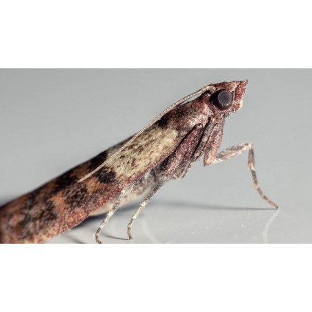 Riem Ti-Tox  Anti-Mites - 4 Pièces