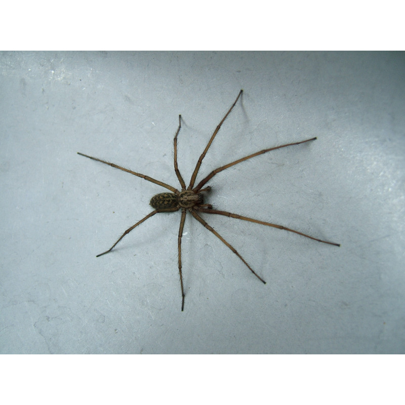 HG - Contre les Araignées 14215B