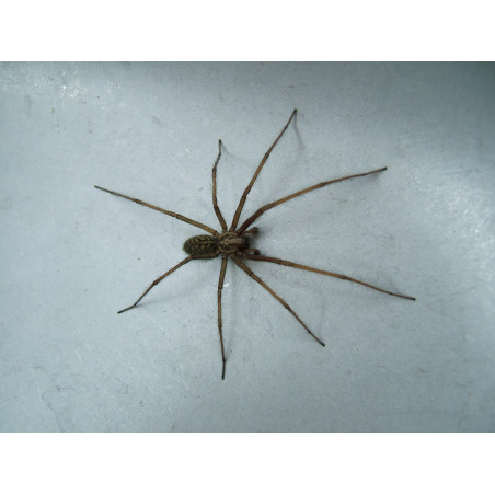 HG - Contre les Araignées