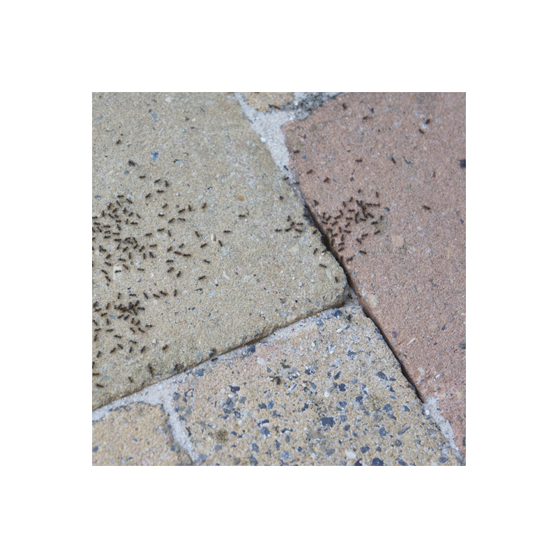 HG - Contre les Fourmis 14415B