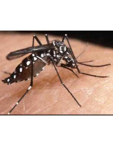 Riem Ti-Tox tablette moustiques - recharge...