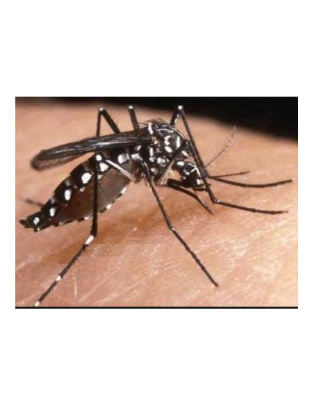 Riem Ti-Tox tablette moustiques - recharge 20+10 tablettes