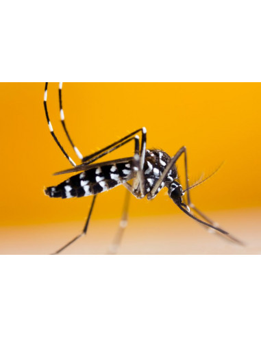 Ti-Tox Tablette Anti- Moustiques - Starter Kit...