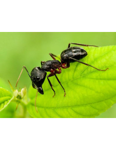 Ti-Tox Boite Anti-Fourmis - 2 Stuks / Pièces 2