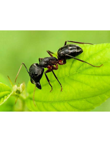 Riem Ti-Tox Boite Anti-Fourmis - 2 Pièces