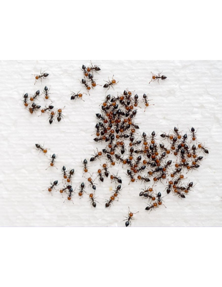 Ti-Tox Boite Anti-Fourmis - 2 Stuks / Pièces