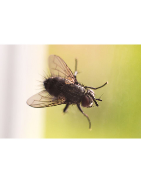 Riem Ti-Tox piège à mouches vitres avec motif 3 + 1 Unités