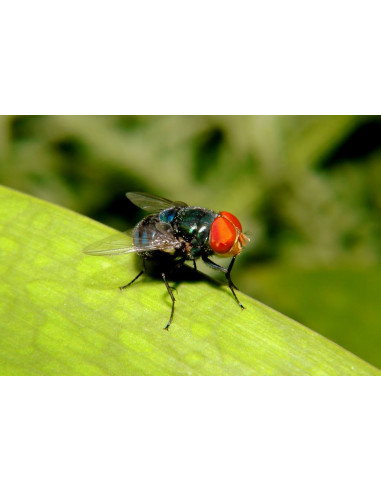 Riem Ti-Tox piège à mouches vitres feuillage 3...