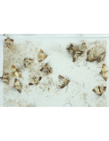 Ti-Tox Total - 250 Ml