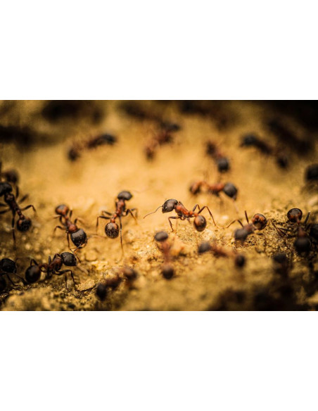 Ti-Tox Boite Anti-Fourmis - 2 Stuks / Pièces