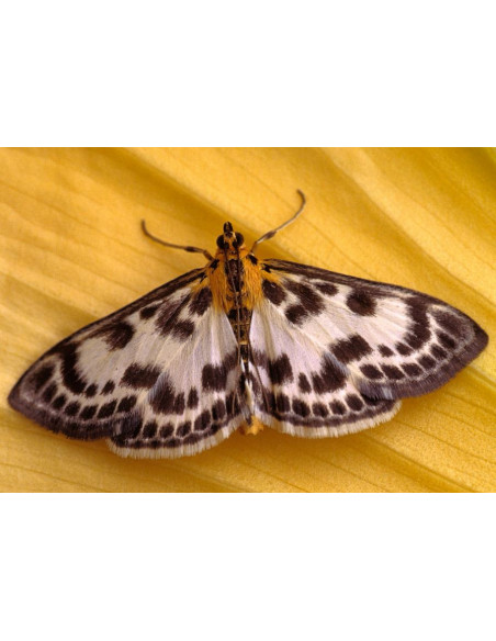 Riem Ti-Tox  Anti-Mites - 4 Pièces