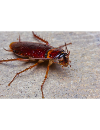 HG - Contre les Cafards  14615B