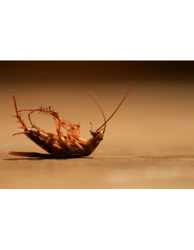 HG - Détartrant Rapide