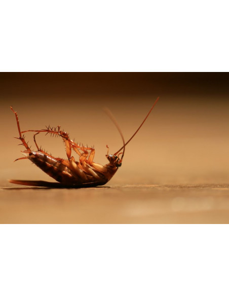 HG - Détartrant Rapide