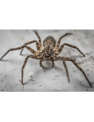 HG - Contre les Araignées 14215B