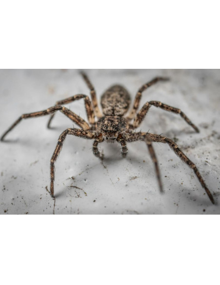 HG - Contre les Araignées