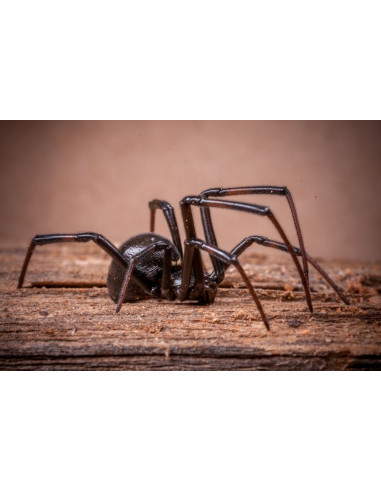 HG - Contre les Araignées 14215B