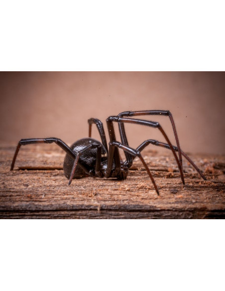 HG - Contre les Araignées