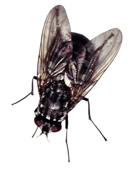 Riem Ti-Tox Total 250ml