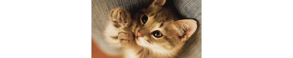 Animaux