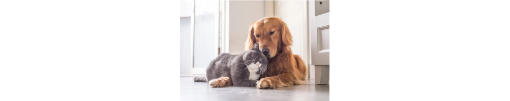 Animaux