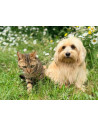 Animaux