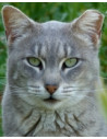 Chats